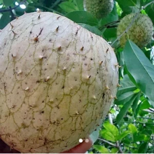 Annona Muricata Soursop Tree Live Plant 4-9 inch - Mountain Graviola Tropical Fruit - Image 8