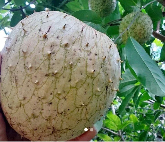 Annona Muricata Soursop Tree Live Plant 4-9 inch - Mountain Graviola Tropical Fruit - Image 8