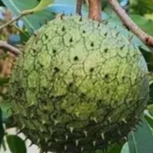 Annona Muricata Soursop Tree Live Plant 4-9 inch - Mountain Graviola Tropical Fruit - Image 1