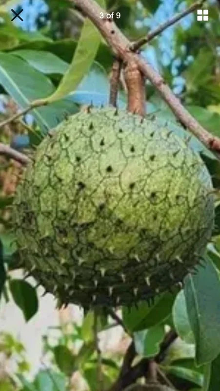 Annona Muricata Soursop Tree Live Plant 4-9 inch - Mountain Graviola Tropical Fruit - Image 1