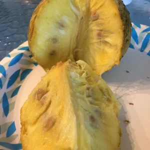 Annona Muricata Soursop Tree Live Plant 4-9 inch - Mountain Graviola Tropical Fruit - Image 9