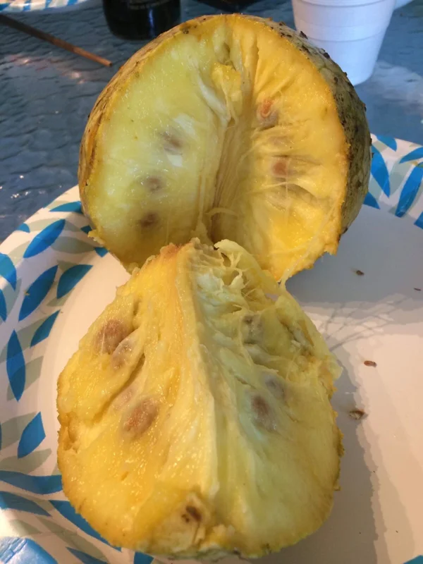 Annona Muricata Soursop Tree Live Plant 4-9 inch - Mountain Graviola Tropical Fruit - Image 9