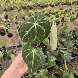 Anthurium Clarinervium Live Tropical Plant – 4 Inch Pot – Indoor Houseplant - Image 2