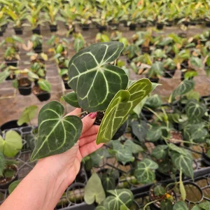 Anthurium Clarinervium Live Tropical Plant – 4 Inch Pot – Indoor Houseplant - Image 3