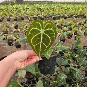 Anthurium Clarinervium Live Tropical Plant – 4 Inch Pot – Indoor Greenery - Image 4