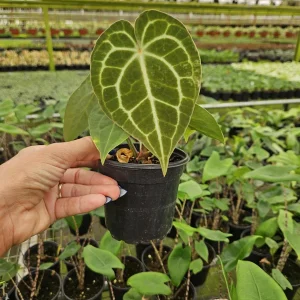 Anthurium Crystallinum Live Tropical Plant – 4 Inch Pot – Indoor Houseplant - Image 2