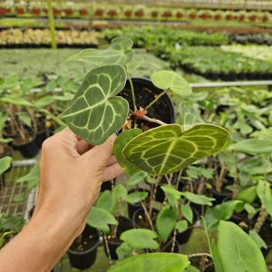 Anthurium Crystallinum Live Tropical Plant – 4 Inch Pot – Indoor Houseplant - Image 3