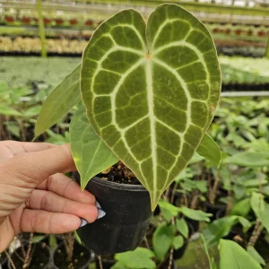 Anthurium Crystallinum Live Tropical Plant – 4 Inch Pot – Indoor Houseplant - Image 4