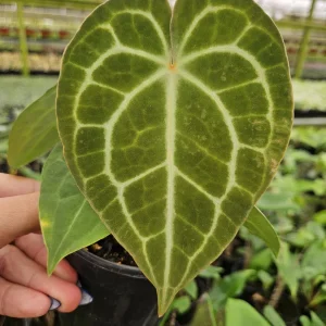 Anthurium Crystallinum Live Tropical Plant – 4 Inch Pot – Indoor Houseplant - Image 1