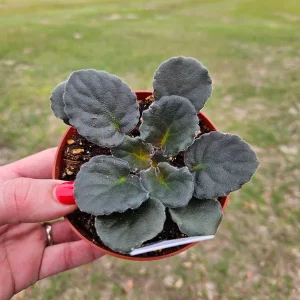 Apache Redcoats African Violet Live Plant - 4 Inch Pot, Potted Houseplant - Image 2