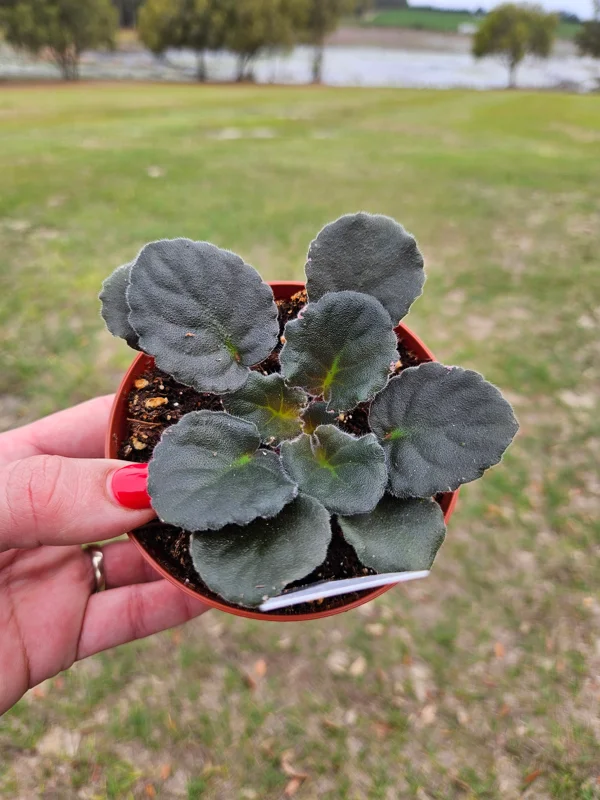 Apache Redcoats African Violet Live Plant - 4 Inch Pot, Potted Houseplant - Image 2