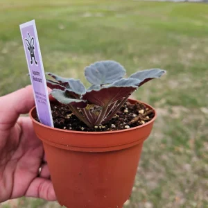 Apache Redcoats African Violet Live Plant - 4 Inch Pot, Potted Houseplant - Image 3