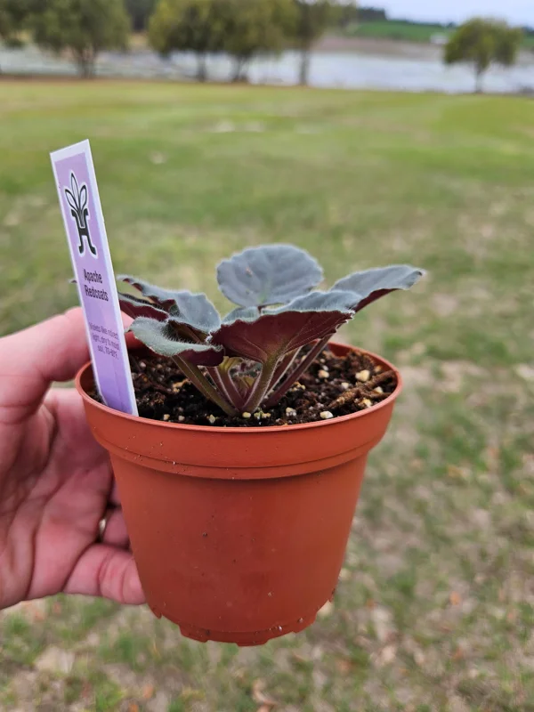 Apache Redcoats African Violet Live Plant - 4 Inch Pot, Potted Houseplant - Image 3