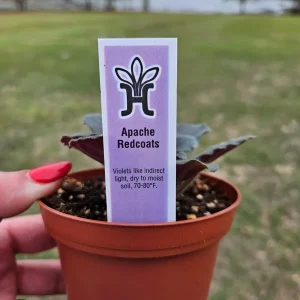 Apache Redcoats African Violet Live Plant - 4 Inch Pot, Potted Houseplant - Image 4