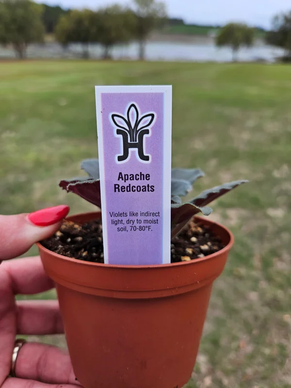 Apache Redcoats African Violet Live Plant - 4 Inch Pot, Potted Houseplant - Image 4