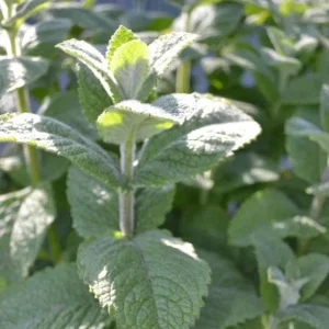 Apple Mint Live Plant, 2-Pack, 4-6 Inch Tall for Outdoor Garden Growing - Image 2