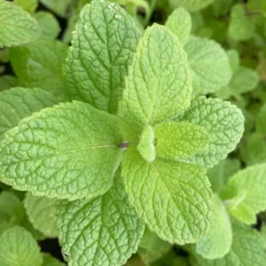 Apple Mint Live Plant, 2-Pack, 4-6 Inch Tall for Outdoor Garden Growing - Image 3