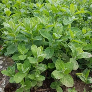 Apple Mint Live Plant, 2-Pack, 4-6 Inch Tall for Outdoor Garden Growing - Image 4
