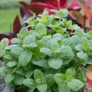 Apple Mint Live Plant, 2-Pack, 4-6 Inch Tall for Outdoor Garden Growing - Image 5