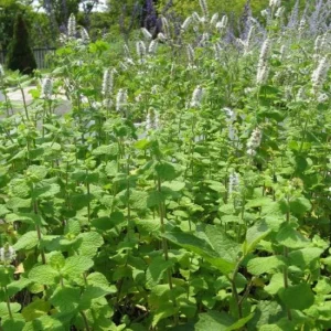 Apple Mint Live Plant, 2-Pack, 4-6 Inch Tall for Outdoor Garden Growing - Image 6