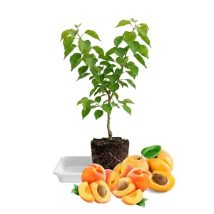 Apricot Tree Live Plant – 1 Year Old – 6-12 Inch Tall – Outdoor Fruit Tree - Image 2