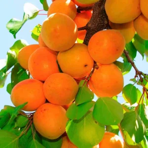 Apricot Tree Live Plant – 1 Year Old – 6-12 Inch Tall – Outdoor Fruit Tree - Image 3