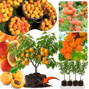 Apricot Tree Live Plant – 1 Year Old – 6-12 Inch Tall – Outdoor Fruit Tree - Image 4
