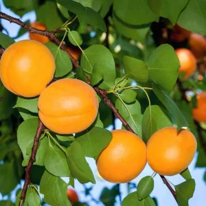 Apricot Tree Live Plant – 1 Year Old – 6-12 Inch Tall – Outdoor Fruit Tree - Image 5