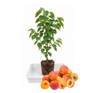 Apricot Tree Live Plant – 1 Year Old – 6-12 Inch Tall – Outdoor Fruit Tree - Image 7