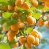 Apricot Tree Live Plant – 1 Year Old – 6-12 Inch Tall – Outdoor Fruit Tree - Image 1