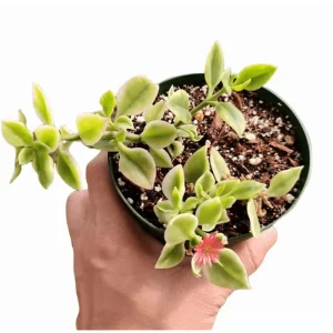 Aptenia Cordifolia Variegata Succulent Live Plant 2 Inch Pot - Indoor Outdoor - Image 2