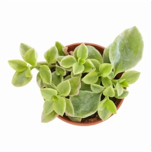 Aptenia Cordifolia Variegata Succulent Live Plant 2 Inch Pot - Indoor Outdoor - Image 3