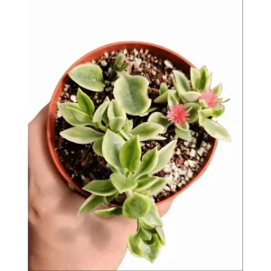 Aptenia Cordifolia Variegata Succulent Live Plant 2 Inch Pot - Indoor Outdoor - Image 4