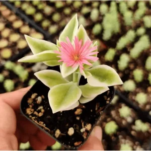 Aptenia Cordifolia Variegata Succulent Live Plant 2 Inch Pot - Indoor Outdoor - Image 5