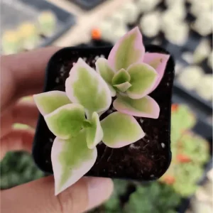 Aptenia Cordifolia Variegata Succulent Live Plant 2 Inch Pot - Indoor Outdoor - Image 6