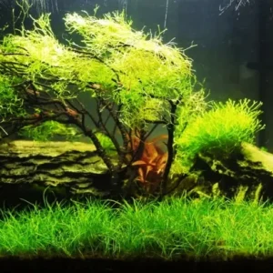 Aquarium Plant Seeds - Live Fish Tank Water Grass Ground Covering - Various Counts - Image 2
