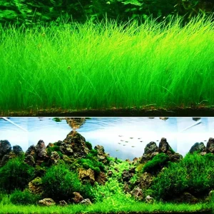 Aquarium Plant Seeds - Live Fish Tank Water Grass Ground Covering - Various Counts - Image 3