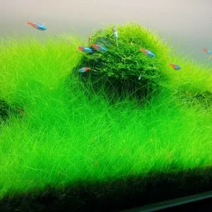 Aquarium Plant Seeds - Live Fish Tank Water Grass Ground Covering - Various Counts - Image 4