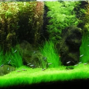 Aquarium Plant Seeds - Live Fish Tank Water Grass Ground Covering - Various Counts - Image 5