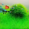Aquarium Plant Seeds - Live Fish Tank Water Grass Ground Covering - Various Counts - Image 1