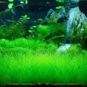 Aquarium Plant Seeds - Live Fish Tank Water Grass Ground Covering - Various Counts - Image 6
