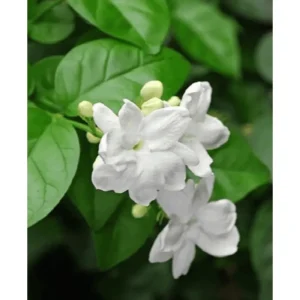 Arabic Jasmine Live Plant - Fragrant White Flowers - Half Gallon Pot - Image 2
