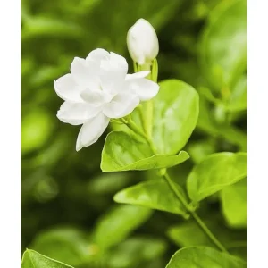 Arabic Jasmine Live Plant - Fragrant White Flowers - Half Gallon Pot - Image 3