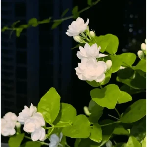 Arabic Jasmine Live Plant - Fragrant White Flowers - Half Gallon Pot - Image 4