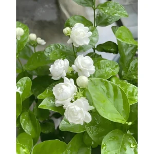 Arabic Jasmine Live Plant - Fragrant White Flowers - Half Gallon Pot - Image 5