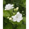 Arabic Jasmine Live Plant - Fragrant White Flowers - Half Gallon Pot - Image 1