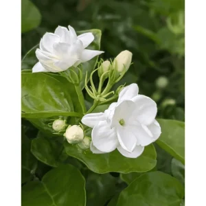 Arabic Jasmine Live Plant - Fragrant White Flowers - Half Gallon Pot - Image 1