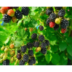 Arapaho Thornless Blackberry Live Plants - Pack of 2, 4-8 Inch Tall, Fruit Bearing Shrub - Image 2