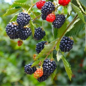 Arapaho Thornless Blackberry Live Plants - Pack of 2, 4-8 Inch Tall, Fruit Bearing Shrub - Image 3