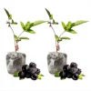 Arapaho Thornless Blackberry Live Plants - Pack of 2, 4-8 Inch Tall, Fruit Bearing Shrub - Image 1